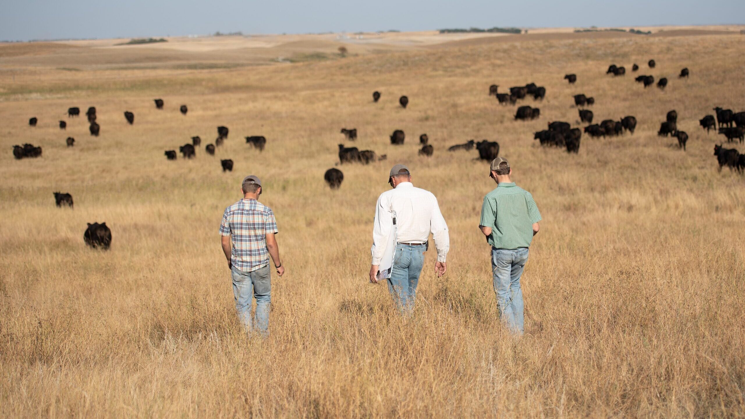 Dad and sons walking behind black cows on brown grass_Merit