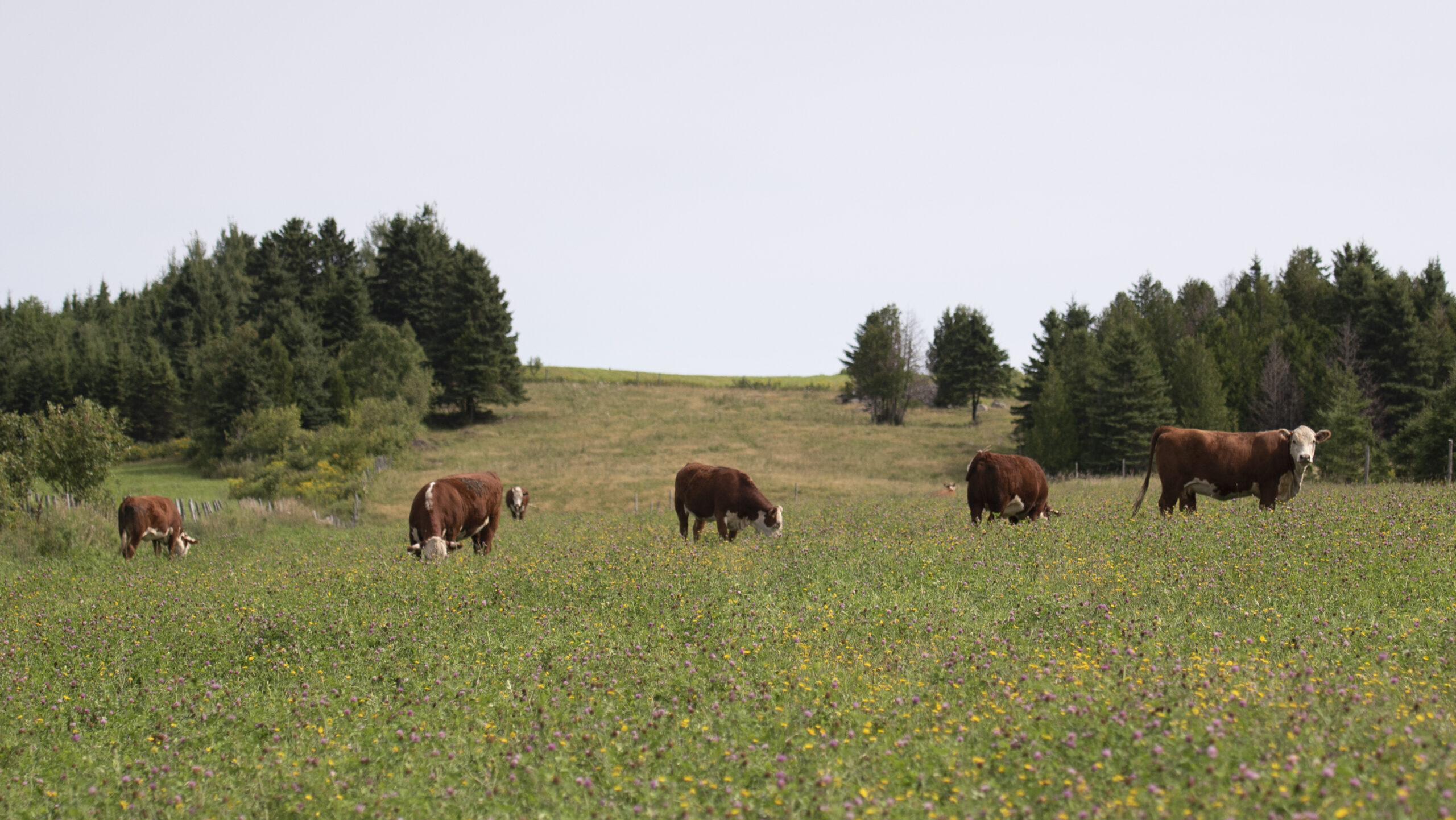 Hereford pairs grazing in flowers