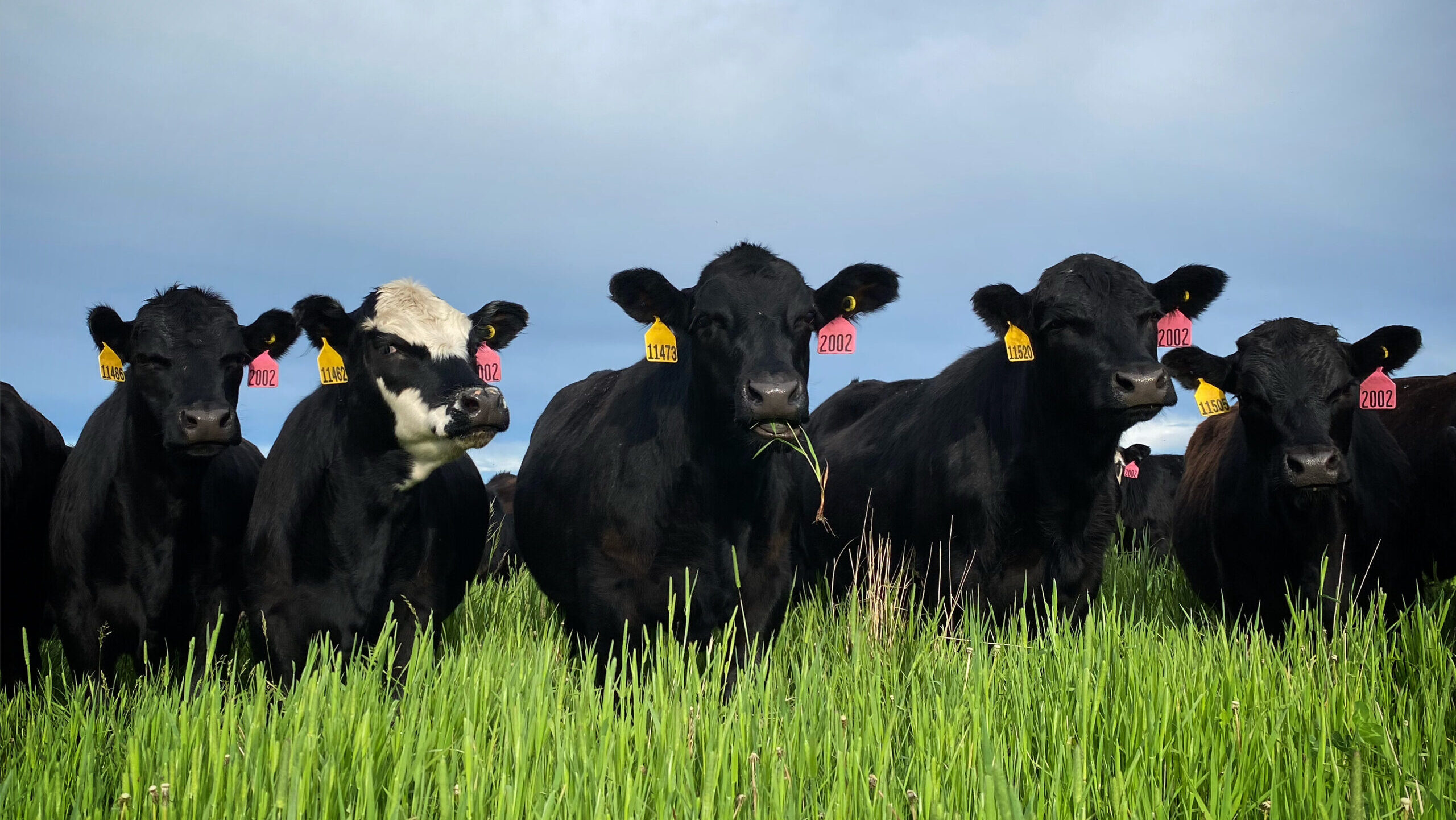 Proud line of black cows_Vicky Horn 2